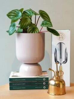 Mist Sprayer Brass 8 Mist Sprayer Brass -Best Home 2023 garden outdoor 1 2