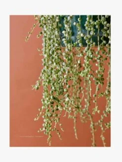 Plantopedia 9 Plantopedia -Best Home book plantopedia 2