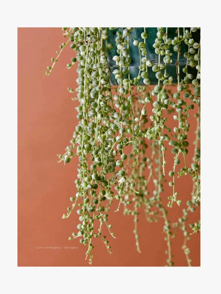 Plantopedia 5 Plantopedia - Image 3