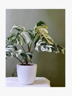 Plantopedia 11 Plantopedia -Best Home book plantopedia 4