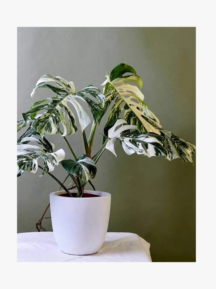 Plantopedia 7 Plantopedia - Image 5