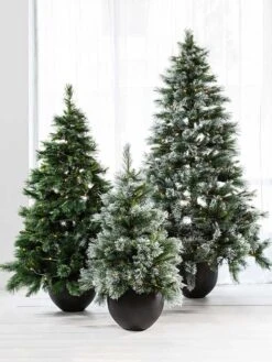 Papaya Fir Christmas Tree - Medium -Best Home papaya fir christmas trees 1