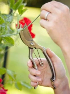 Secateurs -Best Home sophie conran secateurs 5