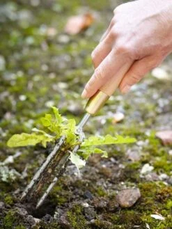 Weeder -Best Home sophie conran weeder 3